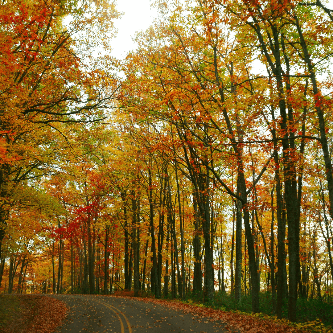 PA Sustainable Forestry Initiative